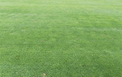 山东济南某运动场草坪病害处理
