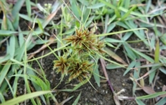 恶性莎草处理案例